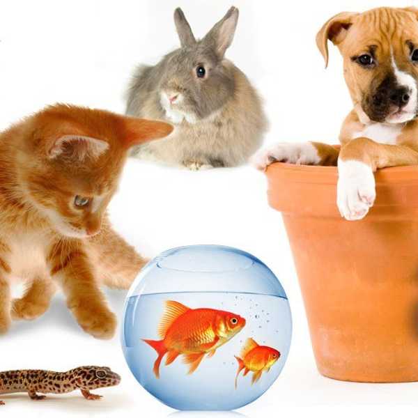 7 Reasons Why College Students Shouldn't Buy A Pet