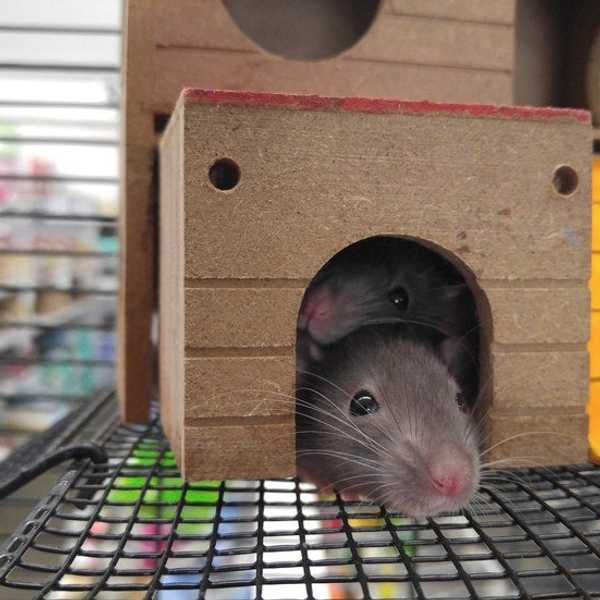 Why Rats Are Actually The Best Pets To Have