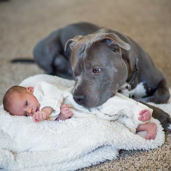 Pit Bulls: Nature Versus Nurture