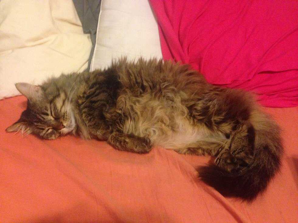 How Adopting An Older Cat Changed My Life