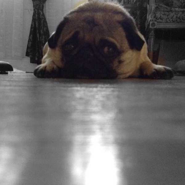 Three Signs That You Undeniably Have A Pug