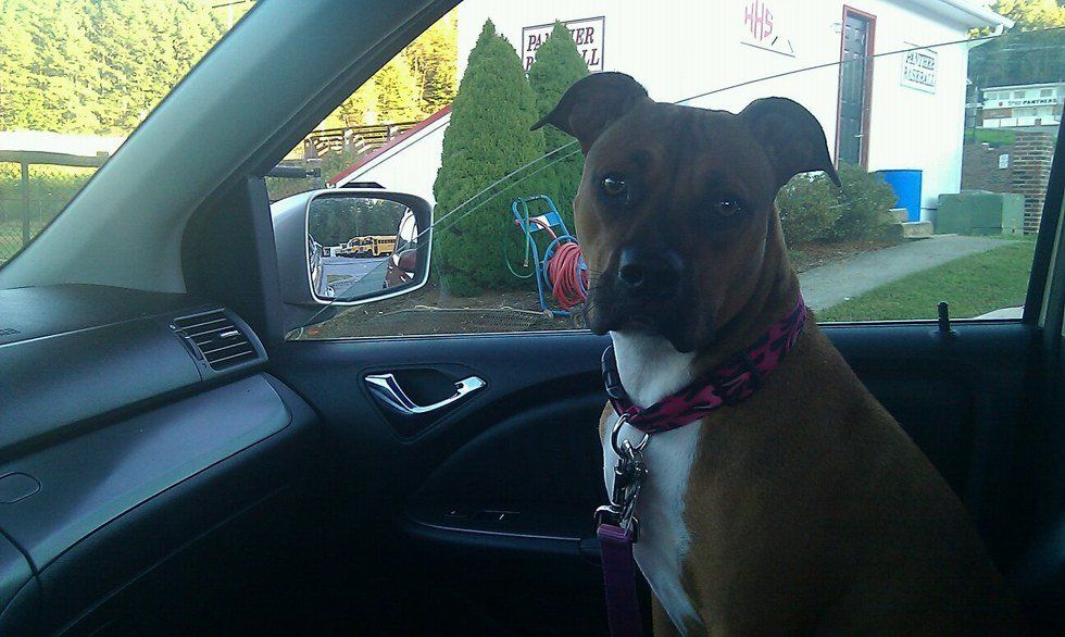 Let's Talk About The American Pit