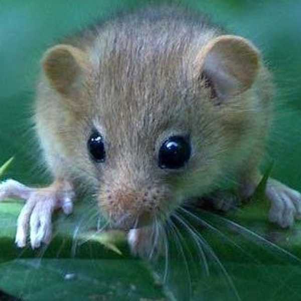 The First Mammalian Species Falls Victim To Climate Change