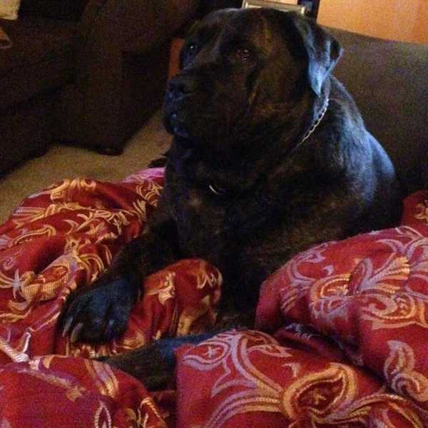 Why Mastiffs Are My Favorite Dog Breed