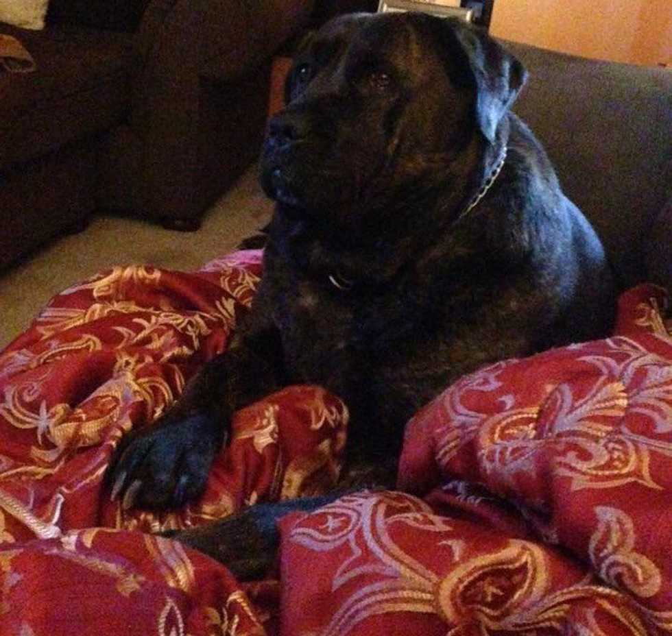 Why Mastiffs Are My Favorite Dog Breed