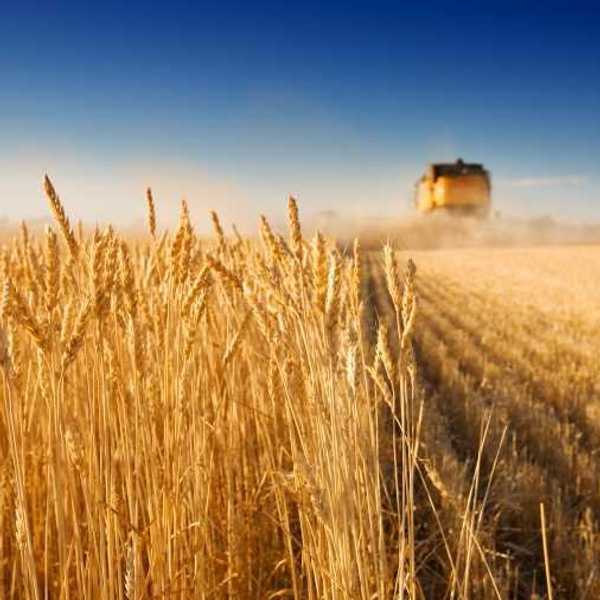 Five Reasons Why Farming Is Good For Your Soul