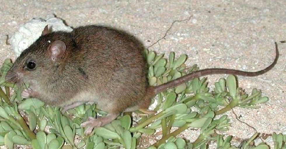 Extinction Of Australian Mammal Blamed On Climate Change
