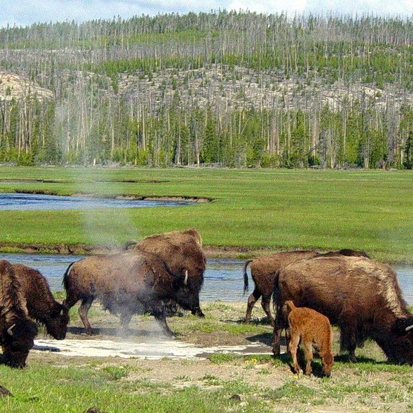 Yellowstone National Park: What Happened To Common Sense?