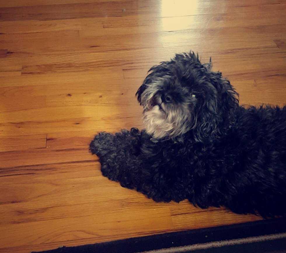 10 Things Your Dog Does That Make You Happy