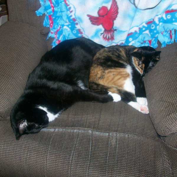 OCD: Obsessive Cat Disorder