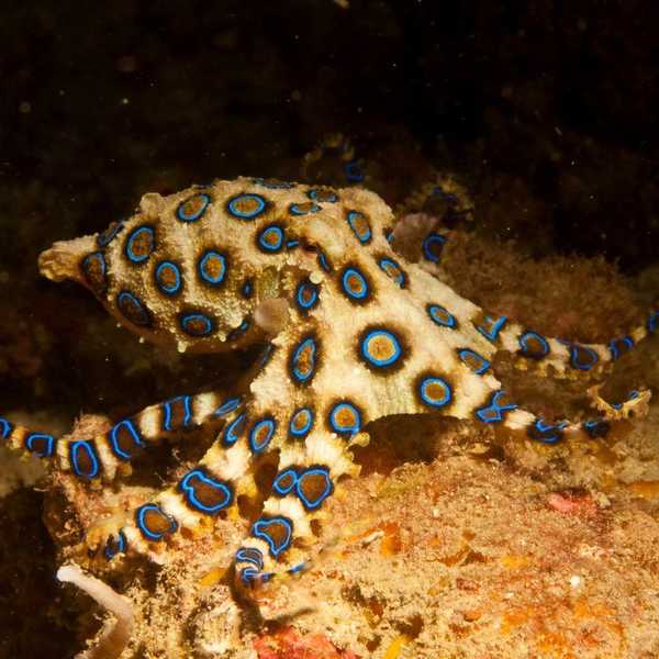 8 Coolest Octopods In The Oceans