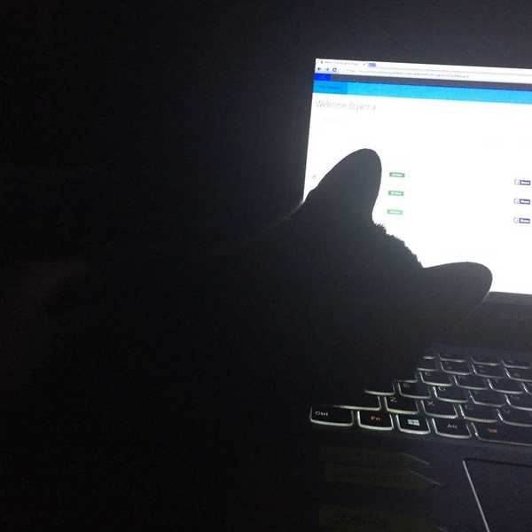 8 Things Cat Owners Know All Too Well