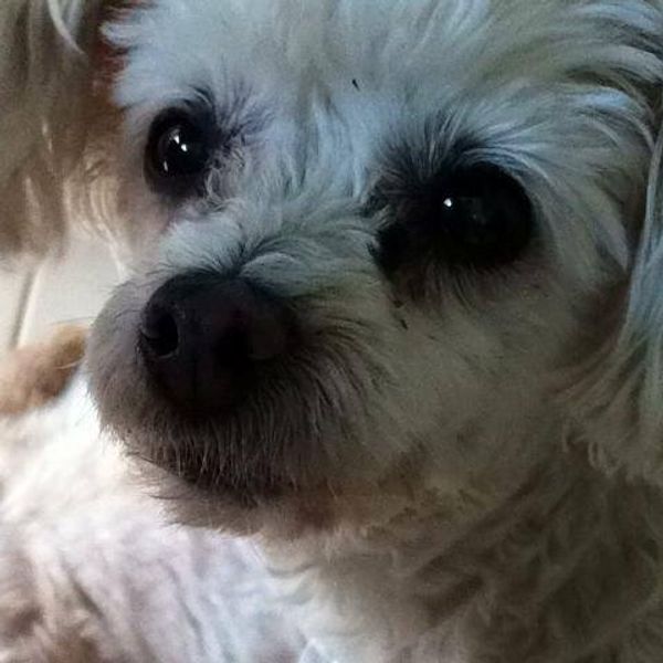 To My Dead Dog: A Eulogy