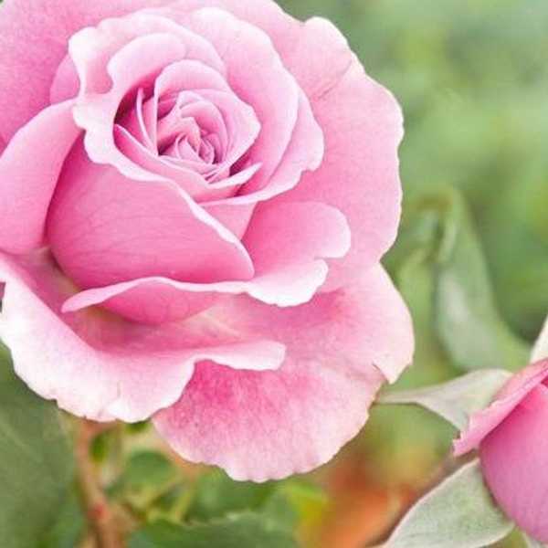 Why It's important to stop and smell the roses