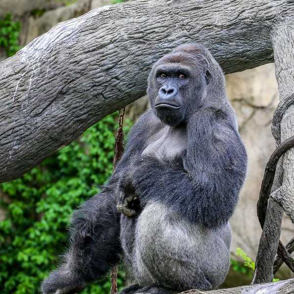 The Death Of Harambe