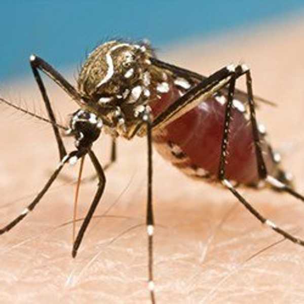Preparing For The Zika Virus In America