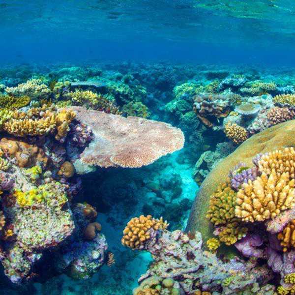 How Our Sunscreen Is Killing Coral Reefs
