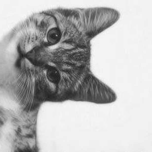 10 Ways Cats Are Better Than People