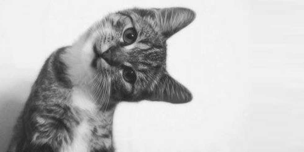 10 Ways Cats Are Better Than People