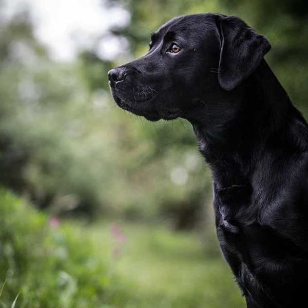 5 Signs That Your Dog Is Your Best Friend