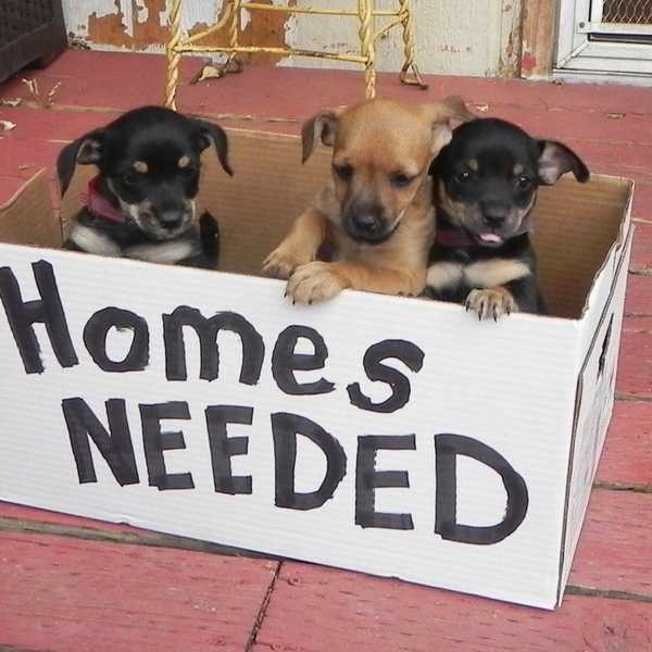 Adoption Is The Best Option