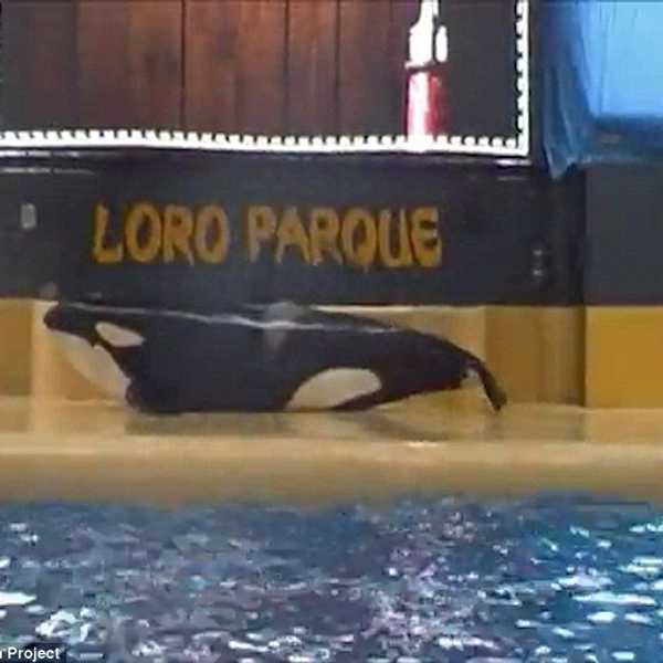 SeaWorld Killer Whale Beaches Herself