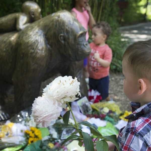 The Death Of Harambe