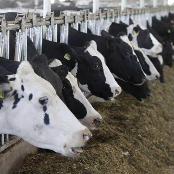 Are Our Eating Habits Killing The Planet?