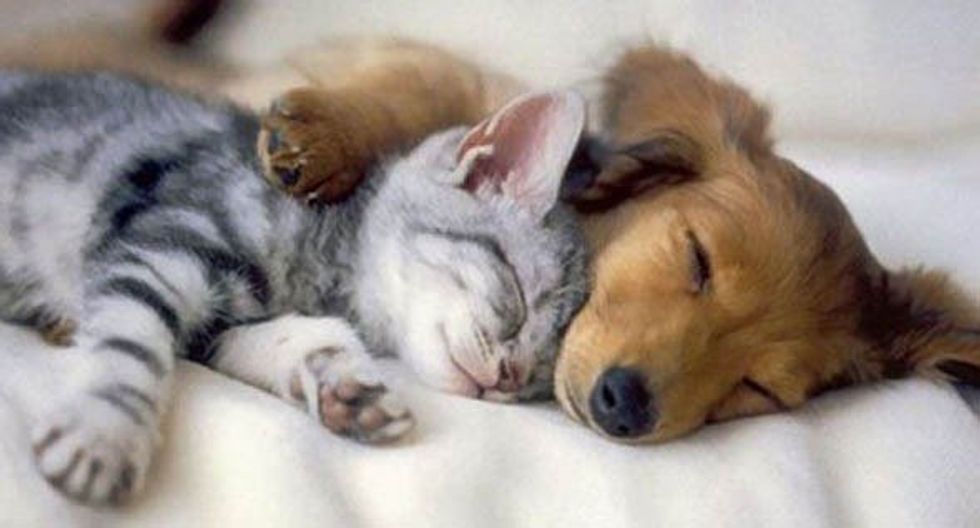 5 Major Benefits Of Being A Pet Owner