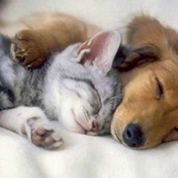5 Major Benefits Of Being A Pet Owner