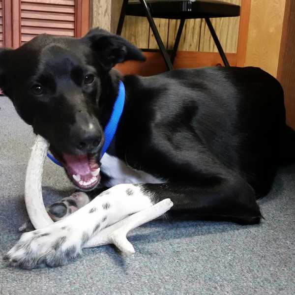 Pros And Cons Of Adopting A Shelter Dog