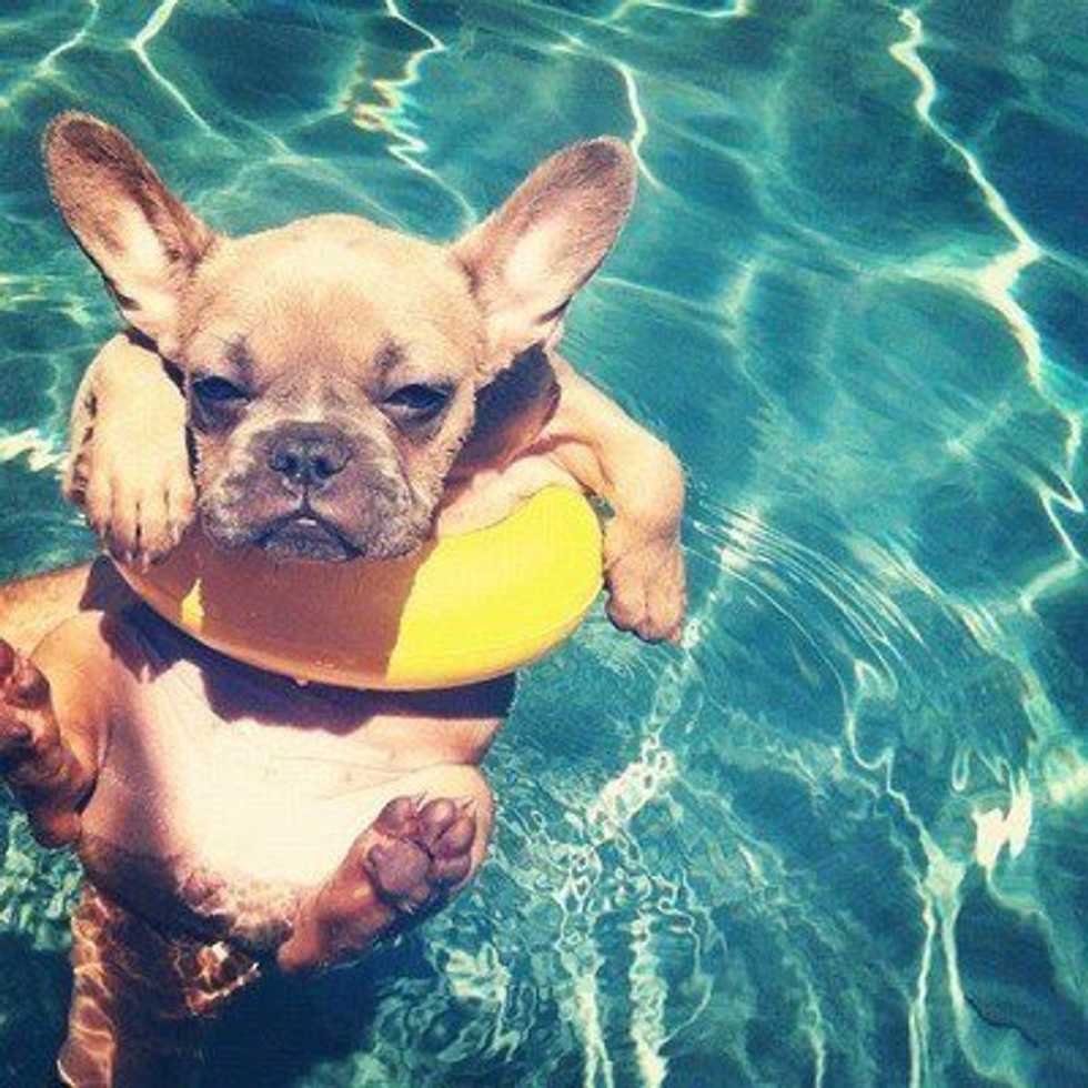Here's How To Keep Your Pet Safe this Summer