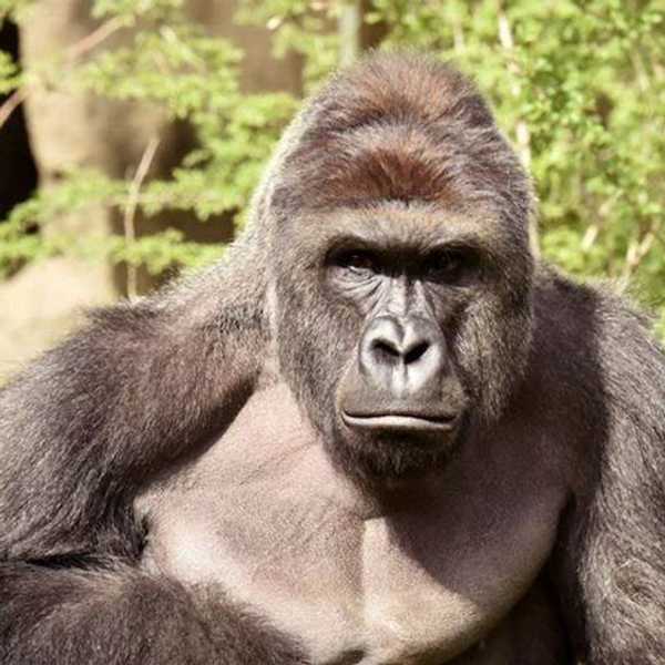 Why Gorillas Are In Zoos