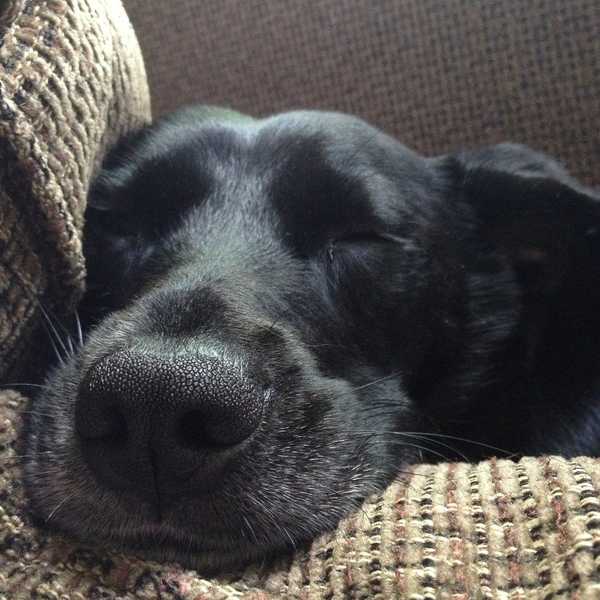 9 Reasons Why My Dog Is My Best Friend