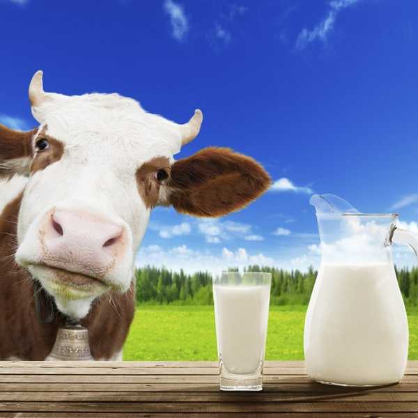 Confessions Of A Milk Addict