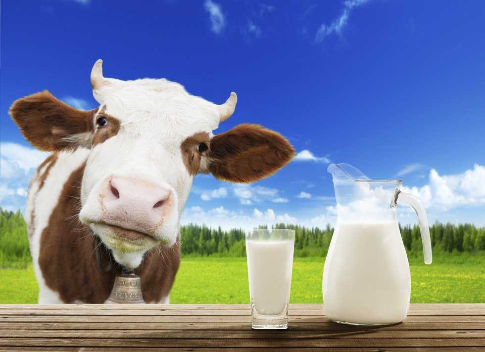 Confessions Of A Milk Addict