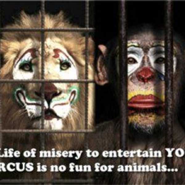 The Sounds Of Animal Entertainment