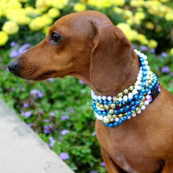 Why Everyone Needs A Wiener Dog