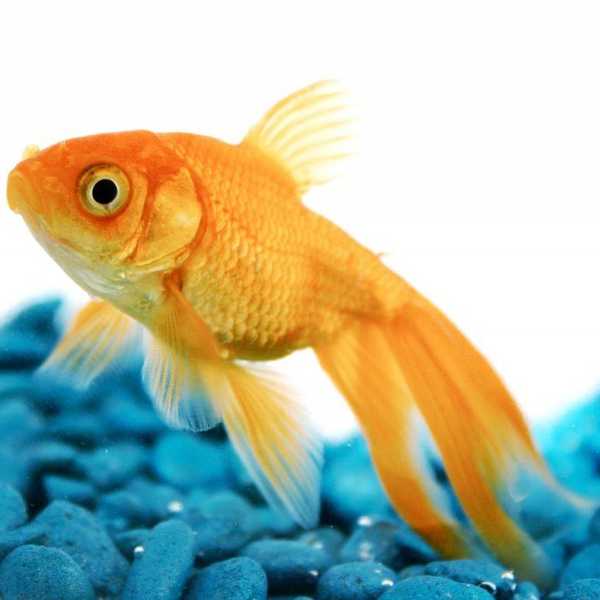 11 Reasons Why Having A Pet Fish Is The Best Thing Ever