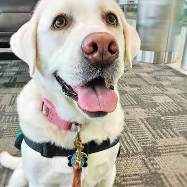 11 Ways To Make A Service Dog Handler's Day