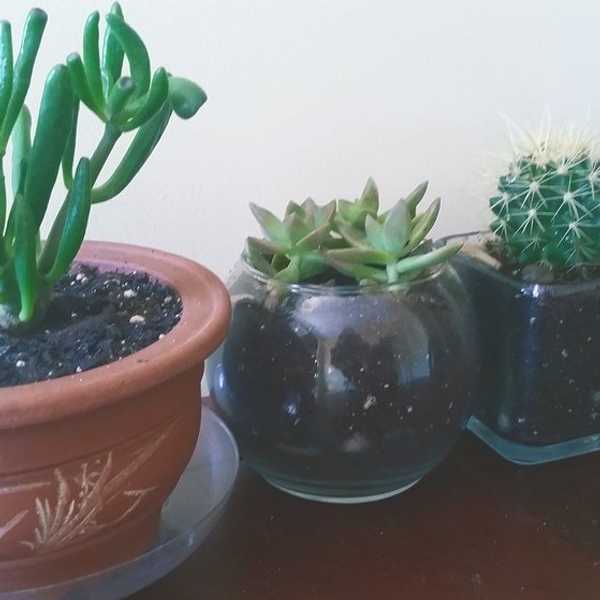 6 Reasons To Start Gardening And Loving Nature