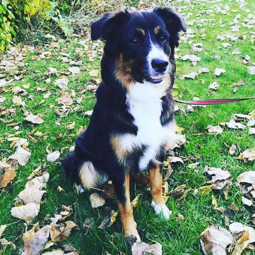 A Goodbye Letter To The Dog I Didn't Get To Kiss Goodbye