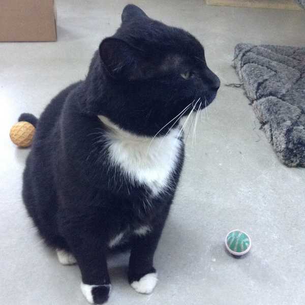 Finding Fur-ever Homes: The Case For Shelter Cats