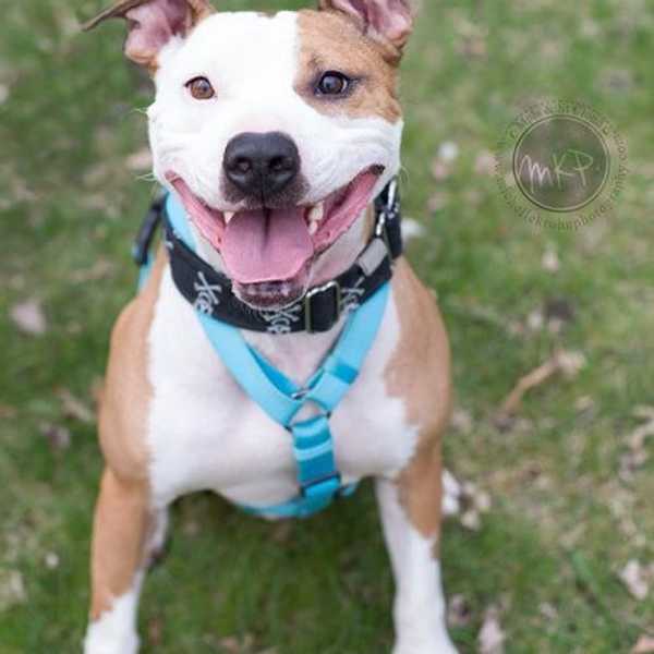 11 Minnesotan Dogs You Need To Adopt Right Now