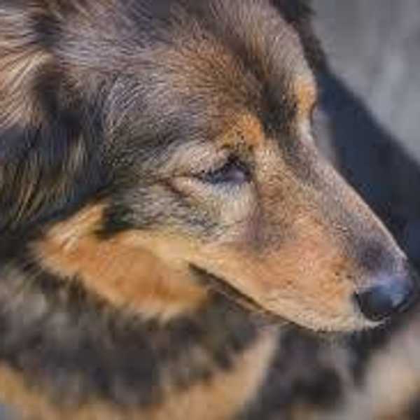 What My Dog Taught Me