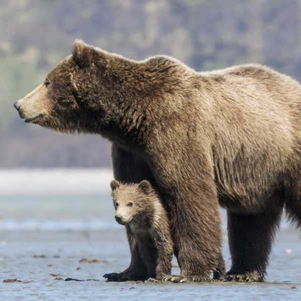 Protective But Not Aggressive