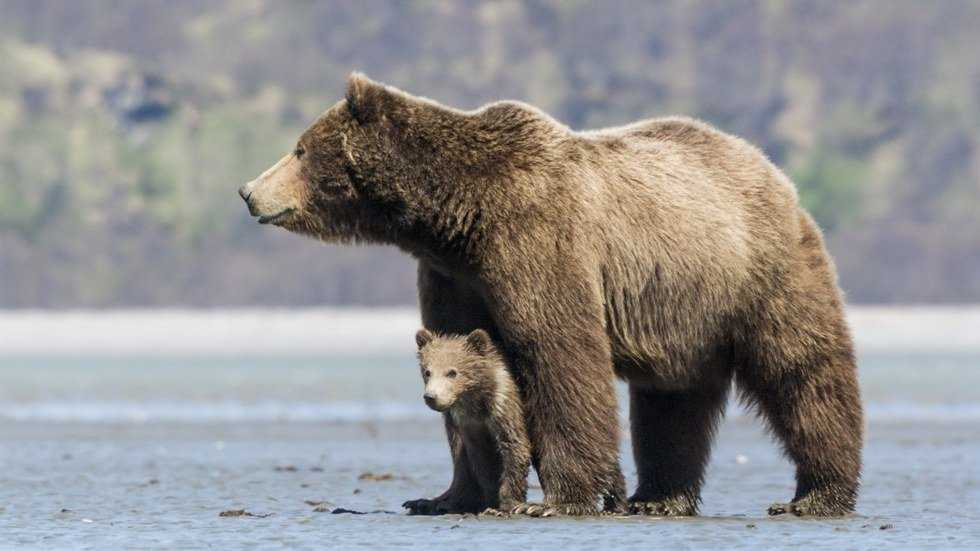 Protective But Not Aggressive