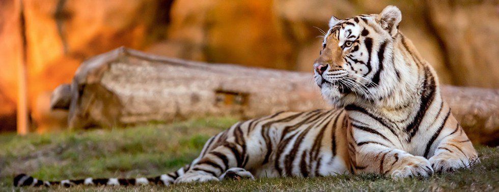 It's Time To Save Mike