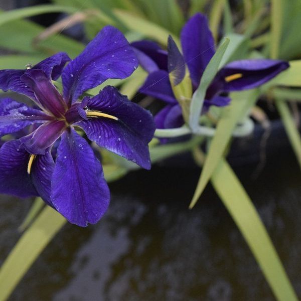 Avoiding Being a Summertime Shut-In