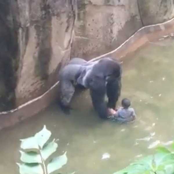 Why I Side With The Cincinnati Gorilla